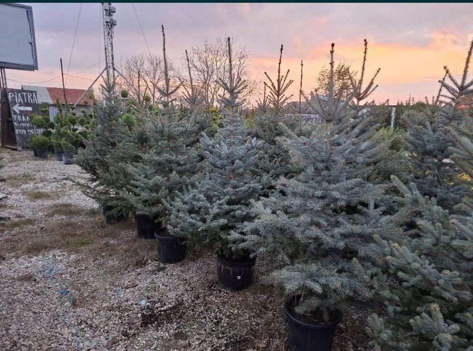 Vând copaci ornamentali mesteacăn tei platani