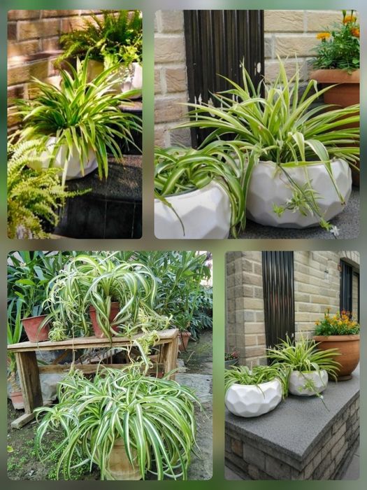 Хлорофитум — нестареющая классика с пользой для воздуха!