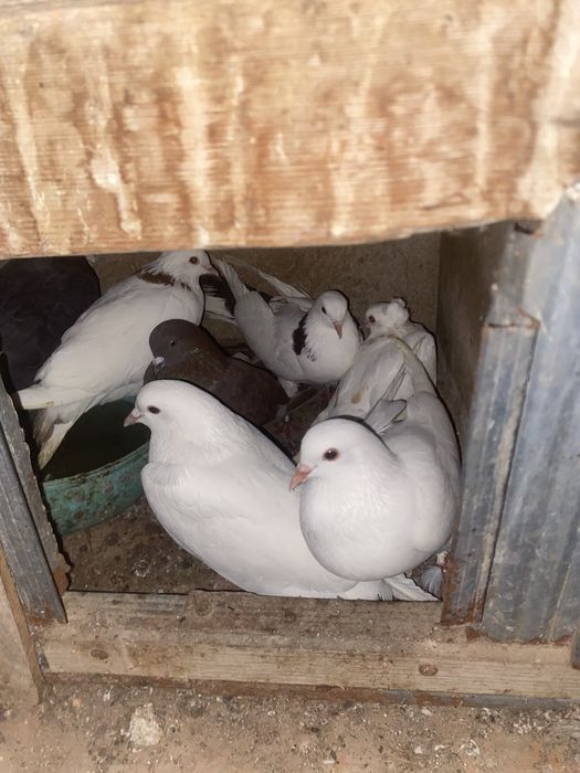 Продается пародистые птицы осталось только 9