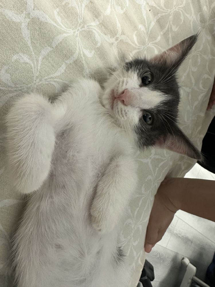 котенок в добрые руки