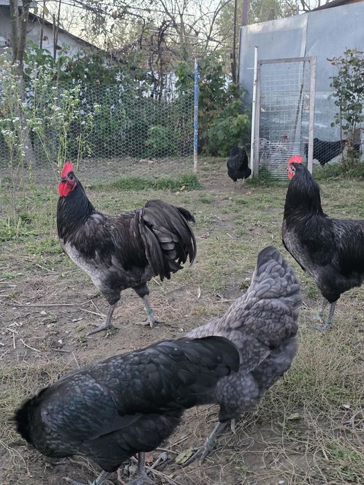 Cocosi Australorp