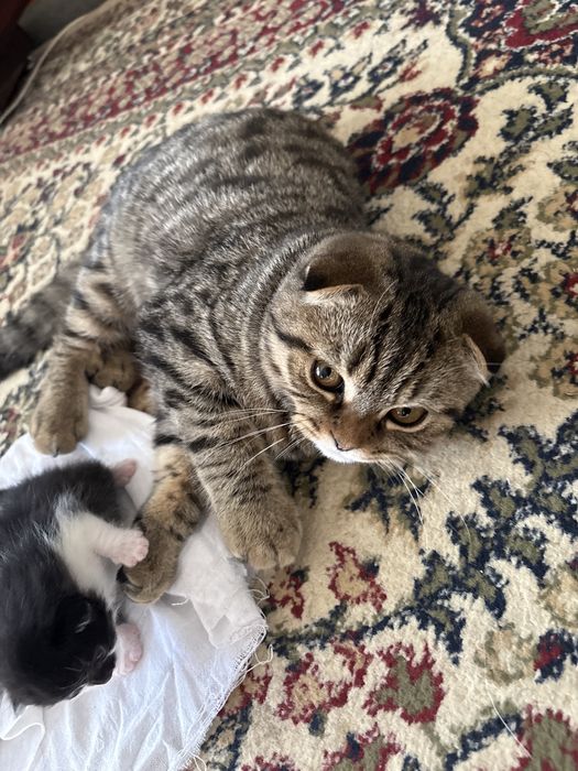 Продаются котята родились 2 недели назад