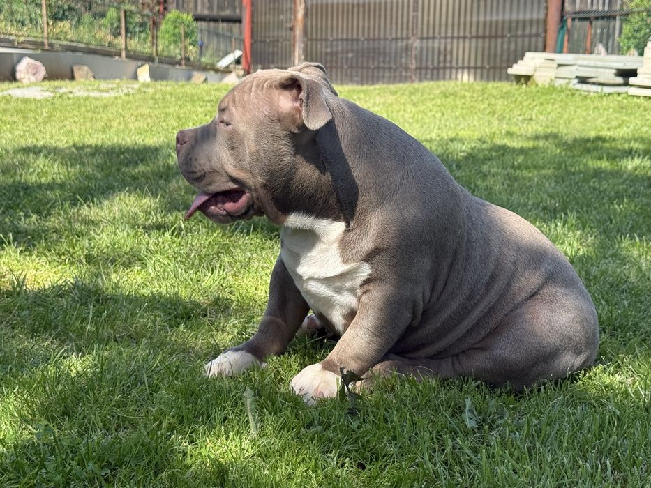 Vand masculg american bully pocket
