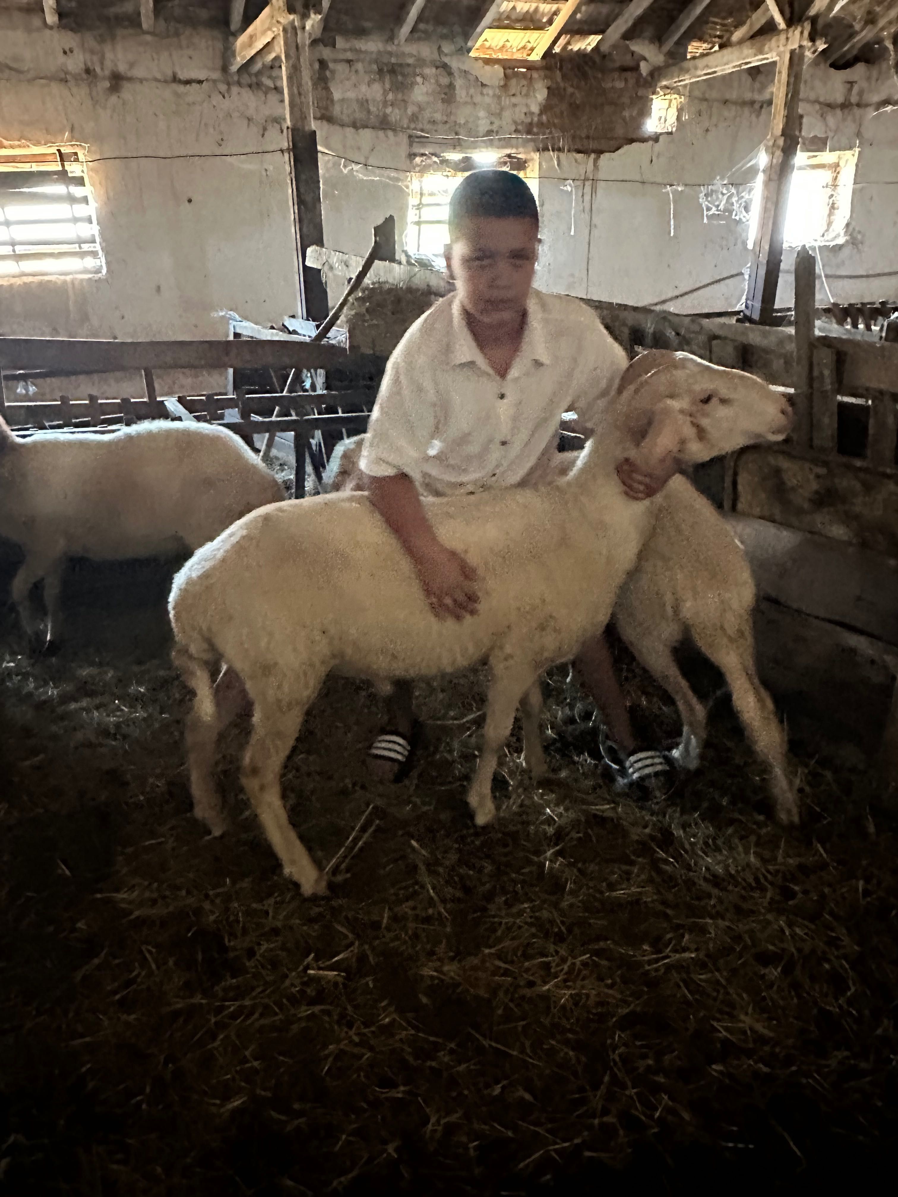 Продавам 3 коча аванси и асафи