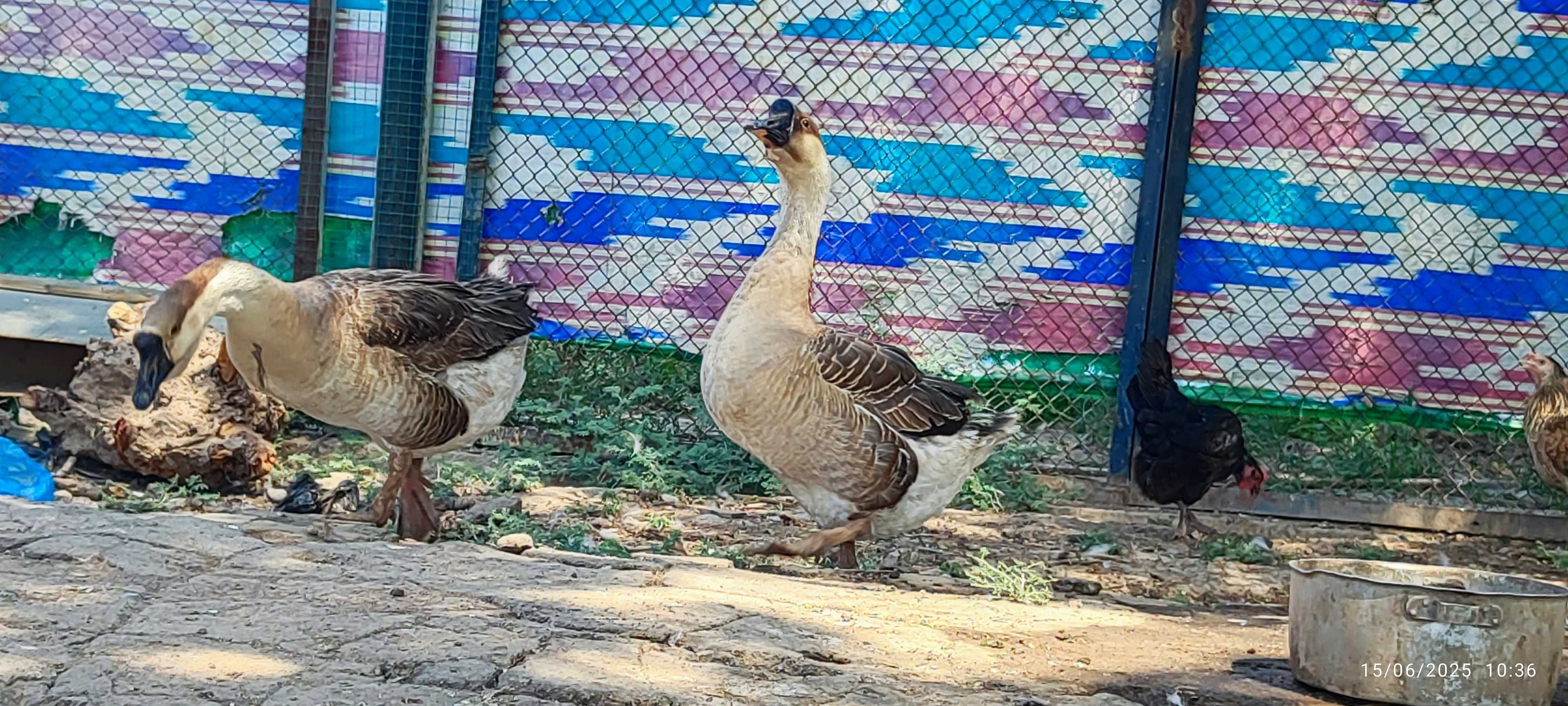 Gʻozlar sotiladi