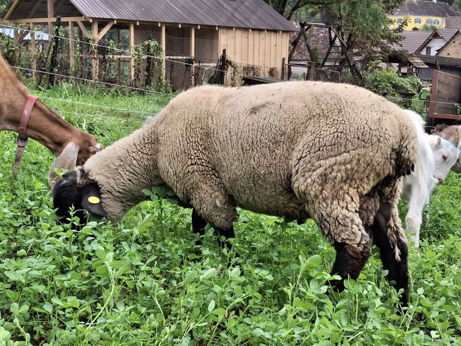 Berbecuți suffolk din primăvară