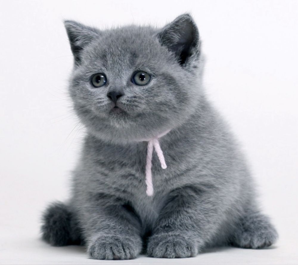 British shorthair blue superb