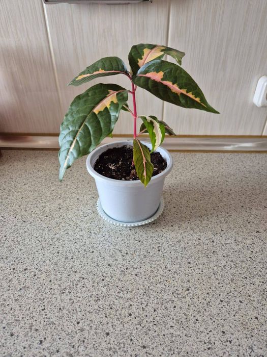 Комнатные растения псевдэрантемум , каланхоэ лечебный и тещин язык