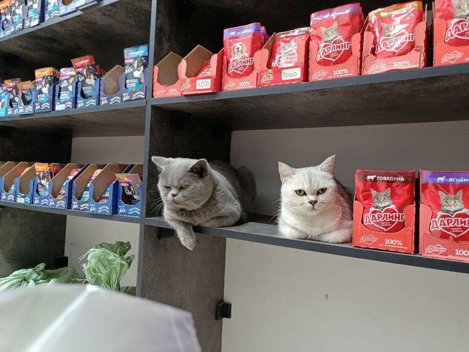 Британский кот. Мальчик