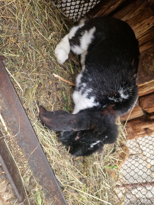 Iepuri Berbec German / Urias German