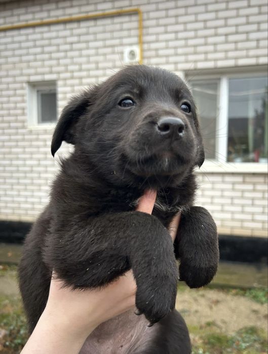 щенята ищут дом и любящих хозяев