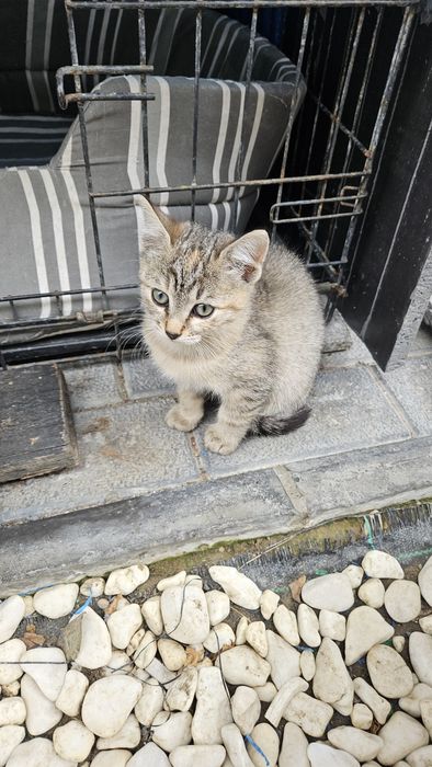 Pui pisica 2 luni