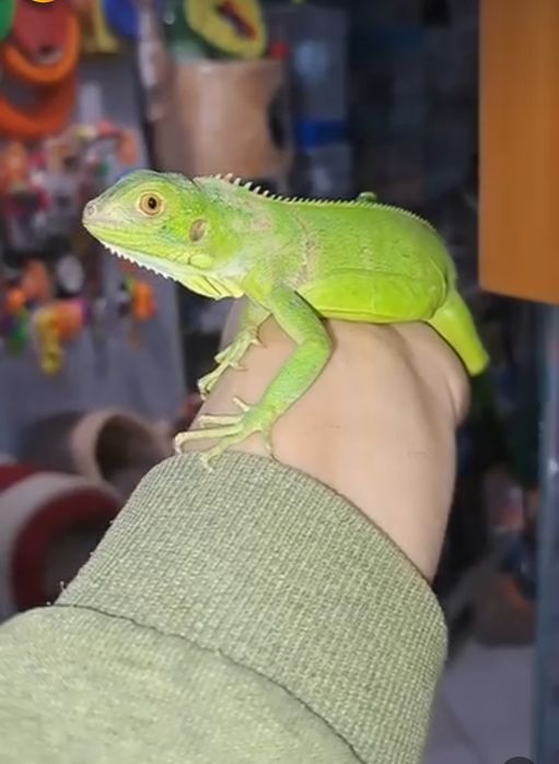 Ящерица игуанна срочно