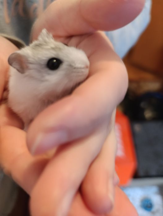 Donez hamsteri Timișoara