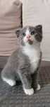 Pui de pisica ScottishFold short hair