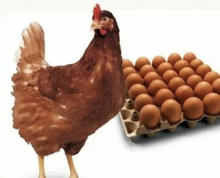 Инкубационные яйца Ломан Браун