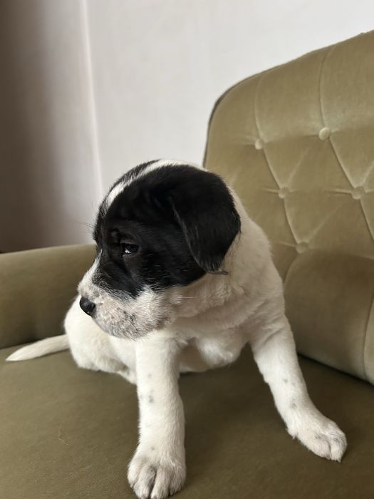Pui caine mix Shar Pei
