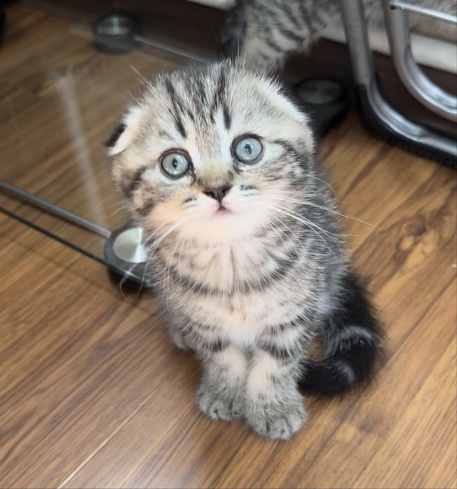 Скоттиш фолд мраморная