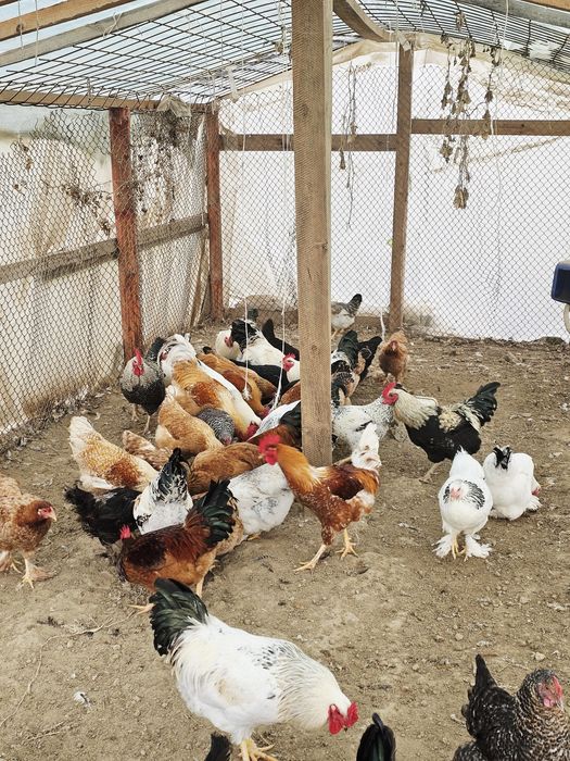 кокоши за месо и яйца