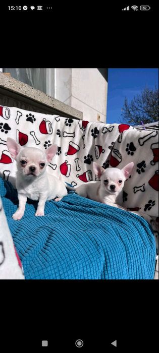 Свободни чихуахуа