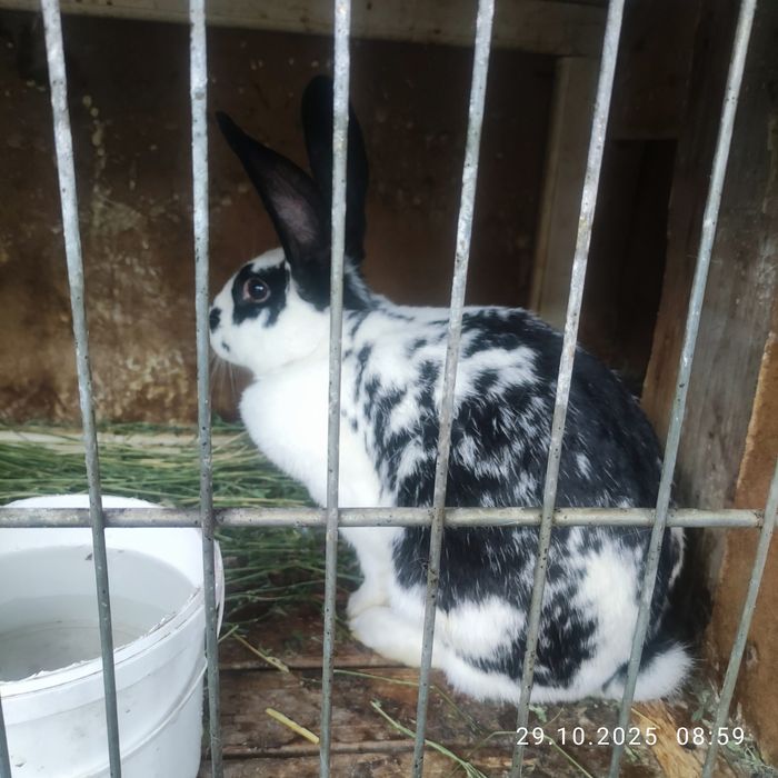 Продаю кроликов разных
