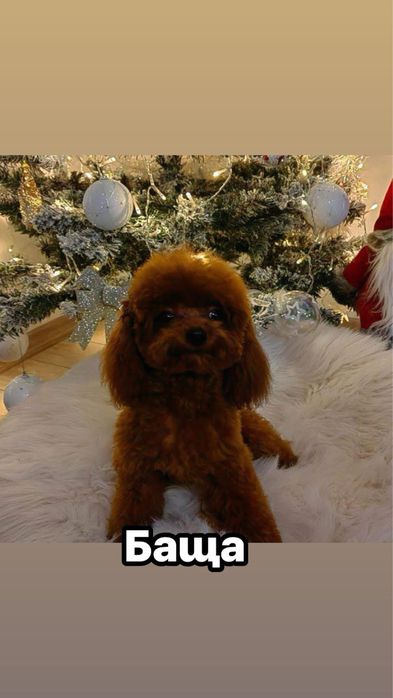 Той пудели / Момчета/