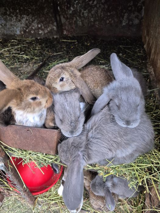 Iepuri uriași german