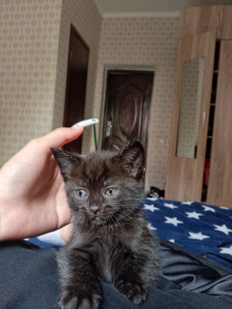 Котята девочки метисы