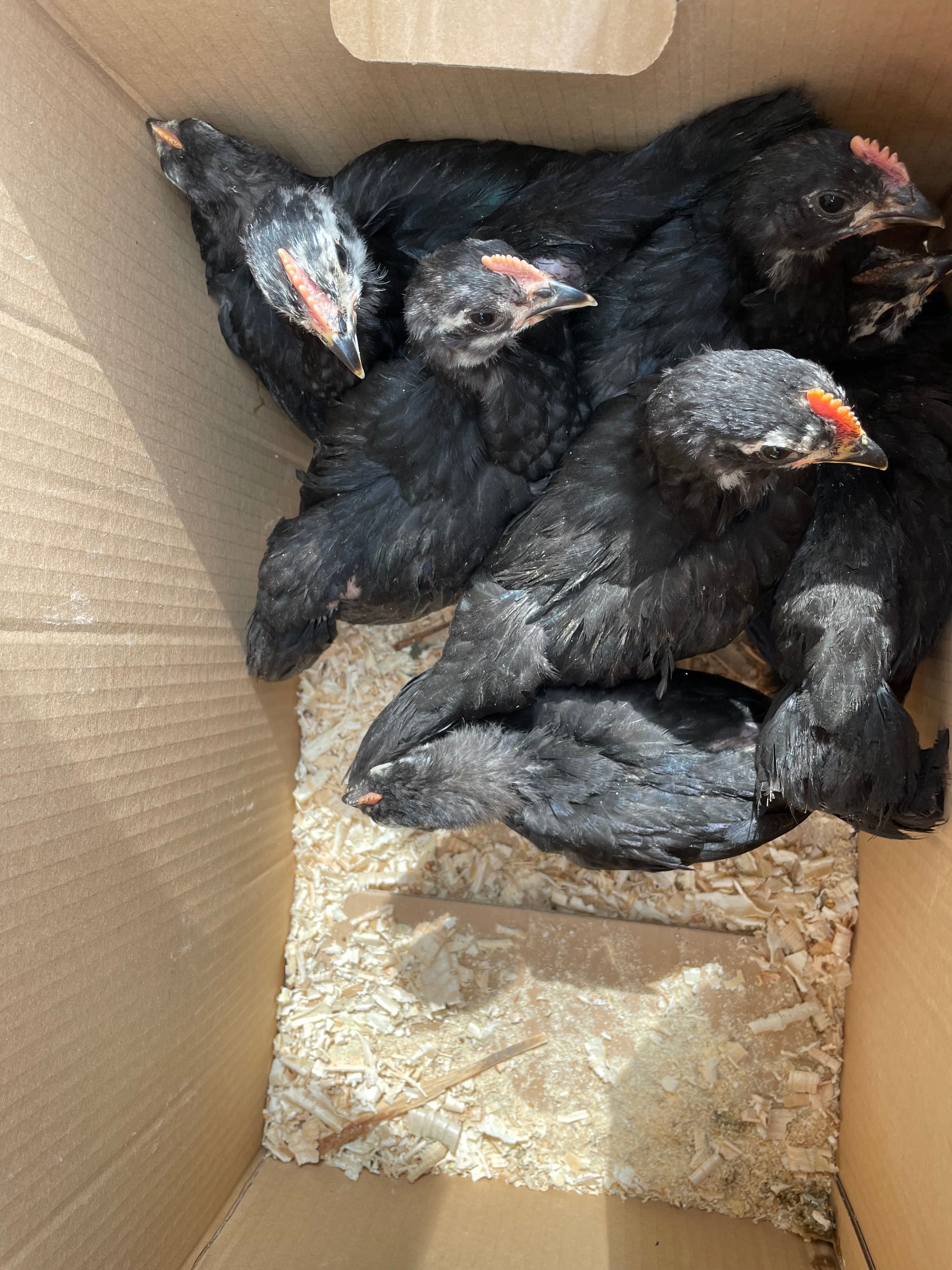 Australorp negru pui de două luni din găini extrem de ouătoare