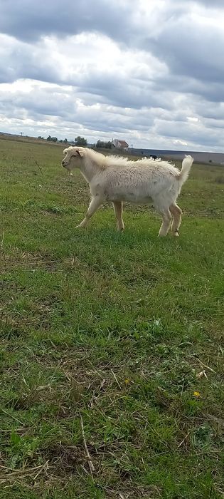 Vand tap sannen de anul acesta,țapul este ciut genetic.