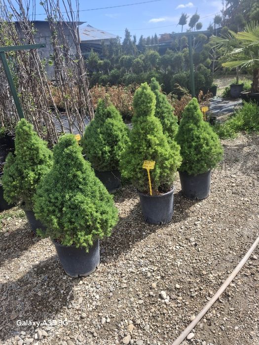 Vând plante ornamentale