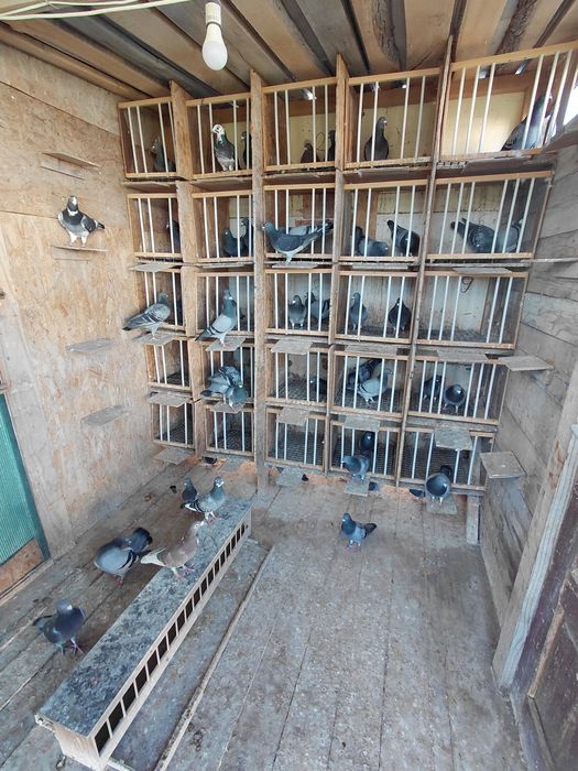 Vând porumbei-desființare crescatorie