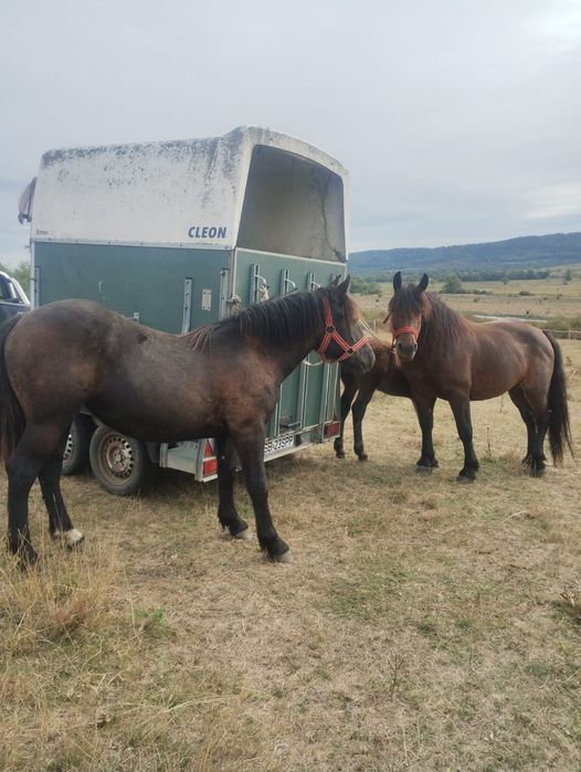 Manza si iapa cu manz