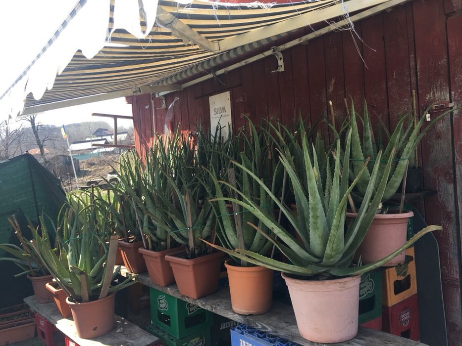 Vând planta Aloe vera barbadensis
