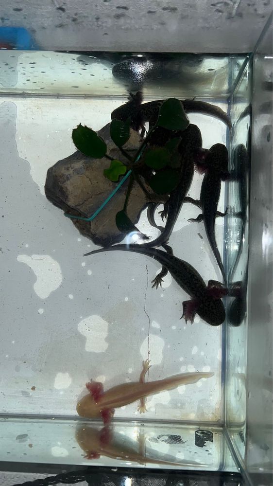 Pui de axolotl de vânzare – sănătoși, activi și bine îngrijiți