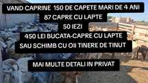 Capre bune de lapte