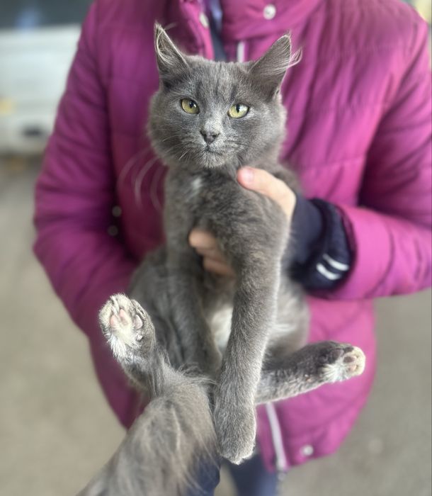 Ласковый котенок