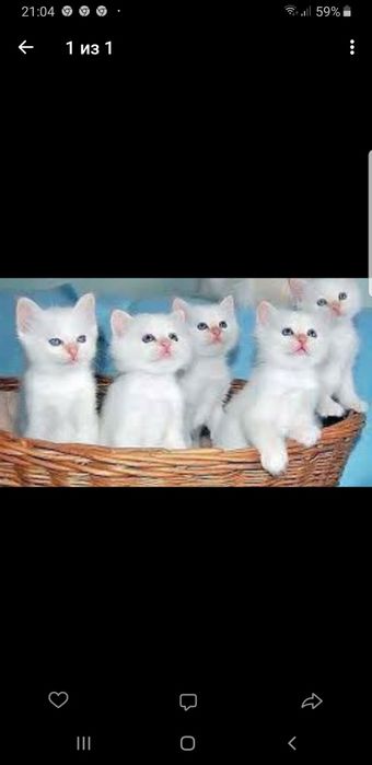 Отдам котят в хорошие руки.