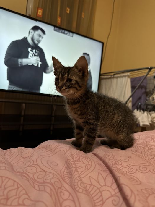 Motanel spre adoptie