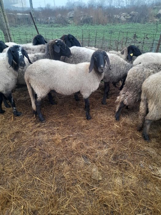 Oi de vânzare. Pret negociabil