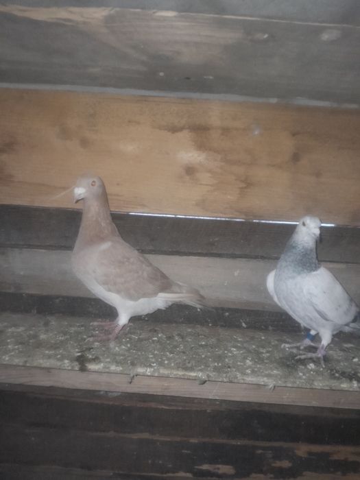 Vând porumbei voiajori