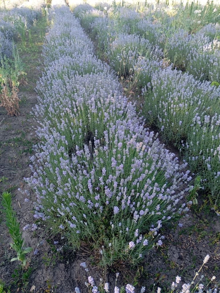 Vand tufe de lavanda Angustifolia