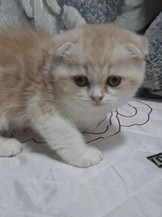 Шотландские скоттиш страйт и скоттиш фолд