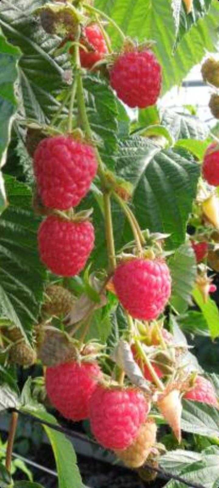 nuci Chandler.livrare RO.Plantare ferestre vreme buna.pomi fructiferi