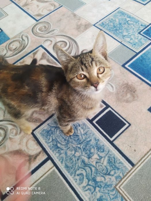 Котенок в добрые руки