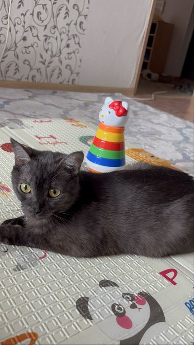 Отдам кошку в добрые руки