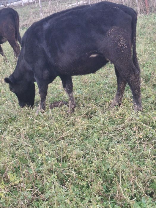 Vând vaci angus cu certificat de origine