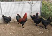 Oua Marans negru aramiu, rasa pura