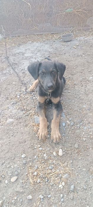 Afcharka gibrit 3 oylik erkak