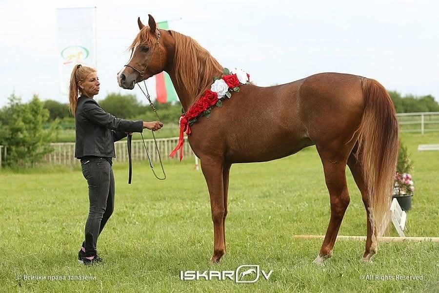 Чистокръвно арабско жребче шоу клас